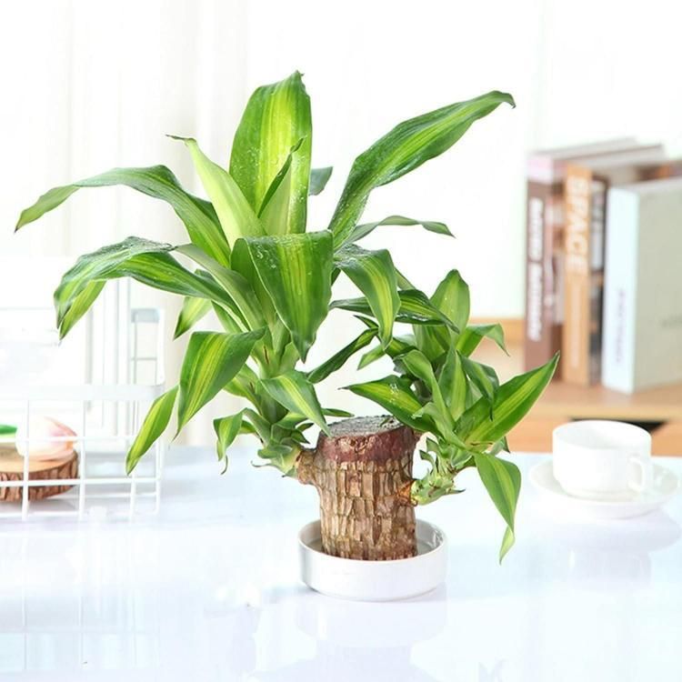 brazilian-lucky-wood-mini-home-plant-decorations